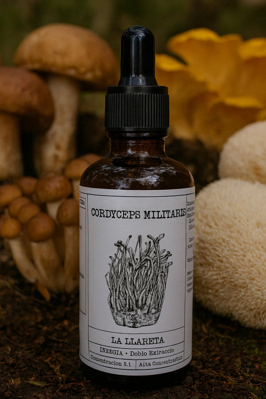 Cordyceps (Cordyceps militaris) – Extracto 3:1